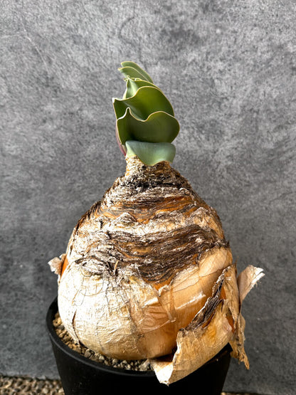 【現品限り】ブーファン・ハエマンソイデス 現地株 発根済み 1年以上管理【AK15】 Boophane haemanthoides