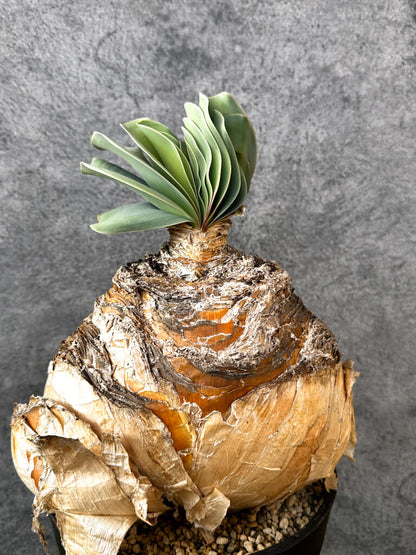 【現品限り】ブーファン・ハエマンソイデス 現地株 発根済み 1年以上管理【AK15】 Boophane haemanthoides