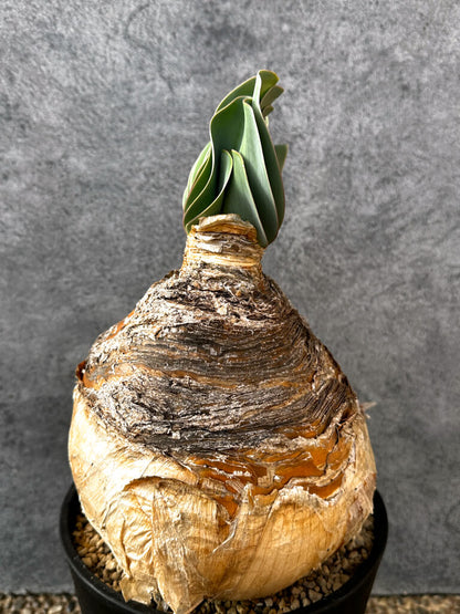 【現品限り】ブーファン・ハエマンソイデス 現地株 発根済み 1年以上管理【AK15】 Boophane haemanthoides