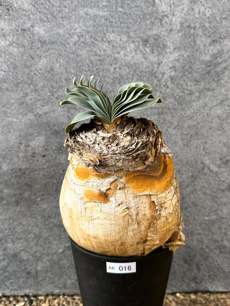 【現品限り】ブーファン・ハエマンソイデス 現地株 発根済み 1年以上管理【AK16】 Boophane haemanthoides