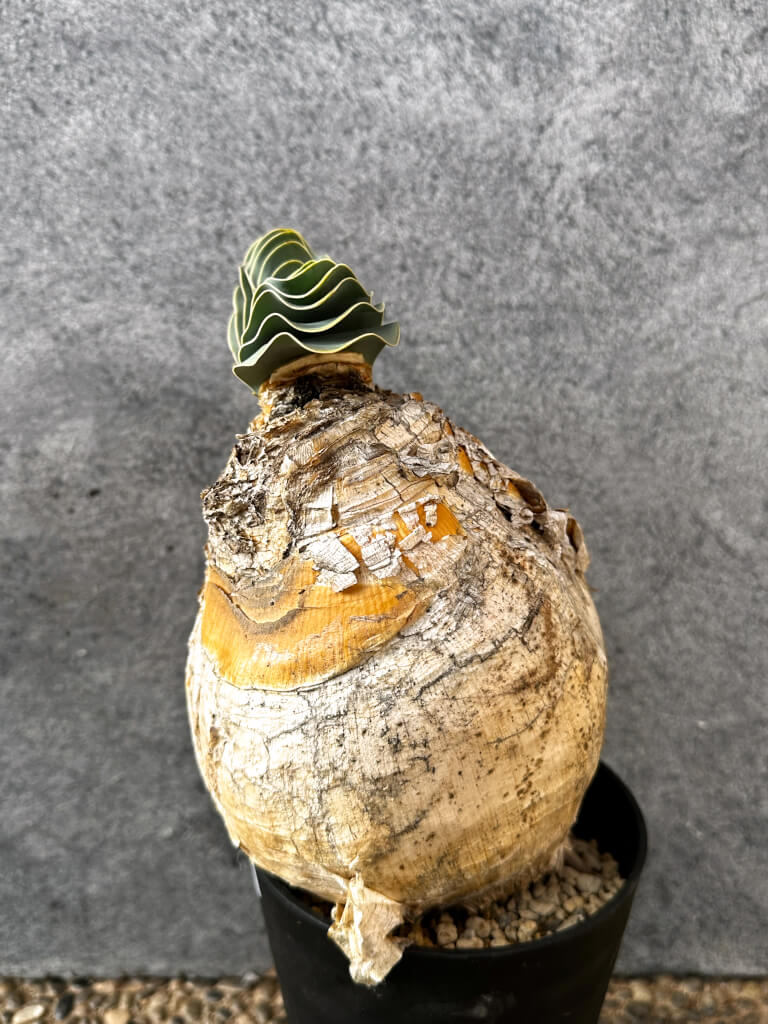 【現品限り】ブーファン・ハエマンソイデス 現地株 発根済み 1年以上管理【AK16】 Boophane haemanthoides