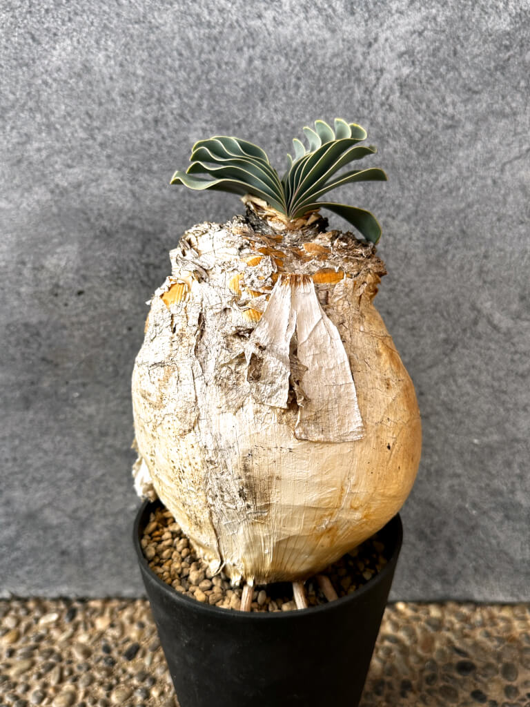 【現品限り】ブーファン・ハエマンソイデス 現地株 発根済み 1年以上管理【AK16】 Boophane haemanthoides