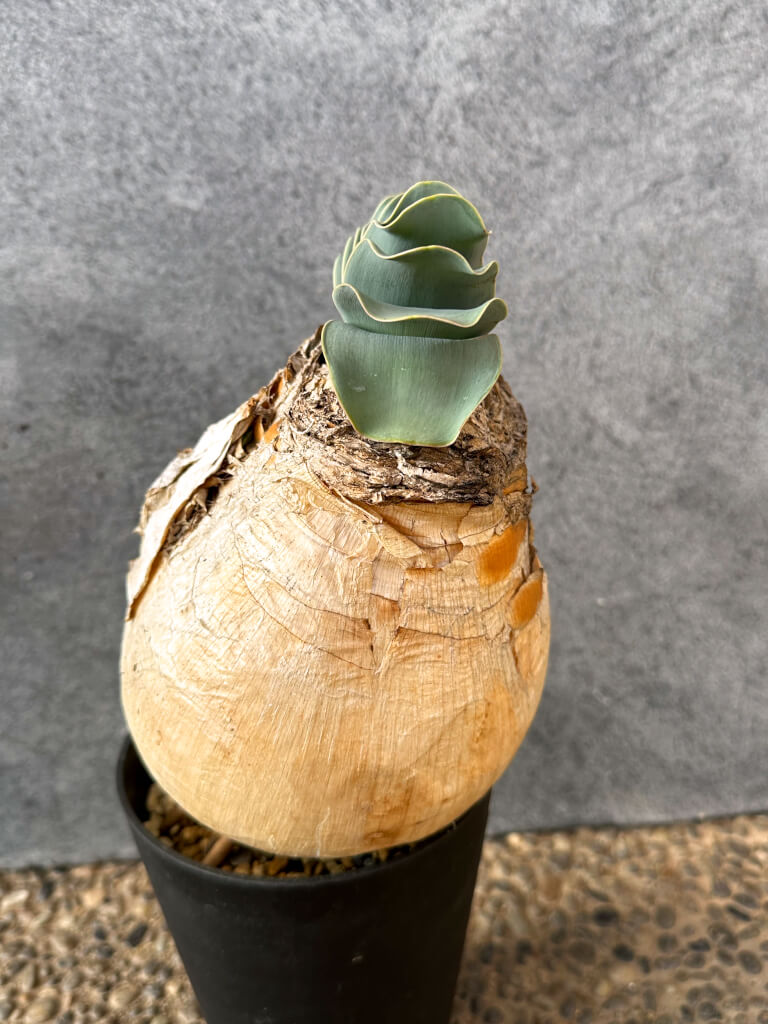 【現品限り】ブーファン・ハエマンソイデス 現地株 発根済み 1年以上管理【AK16】 Boophane haemanthoides