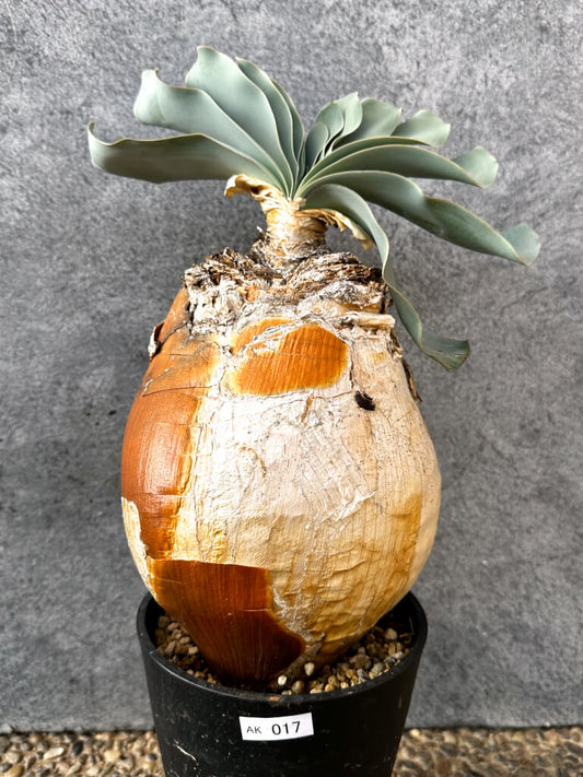 【現品限り】ブーファン・ハエマンソイデス 現地株 発根済み 1年以上管理【AK17】 Boophane haemanthoides