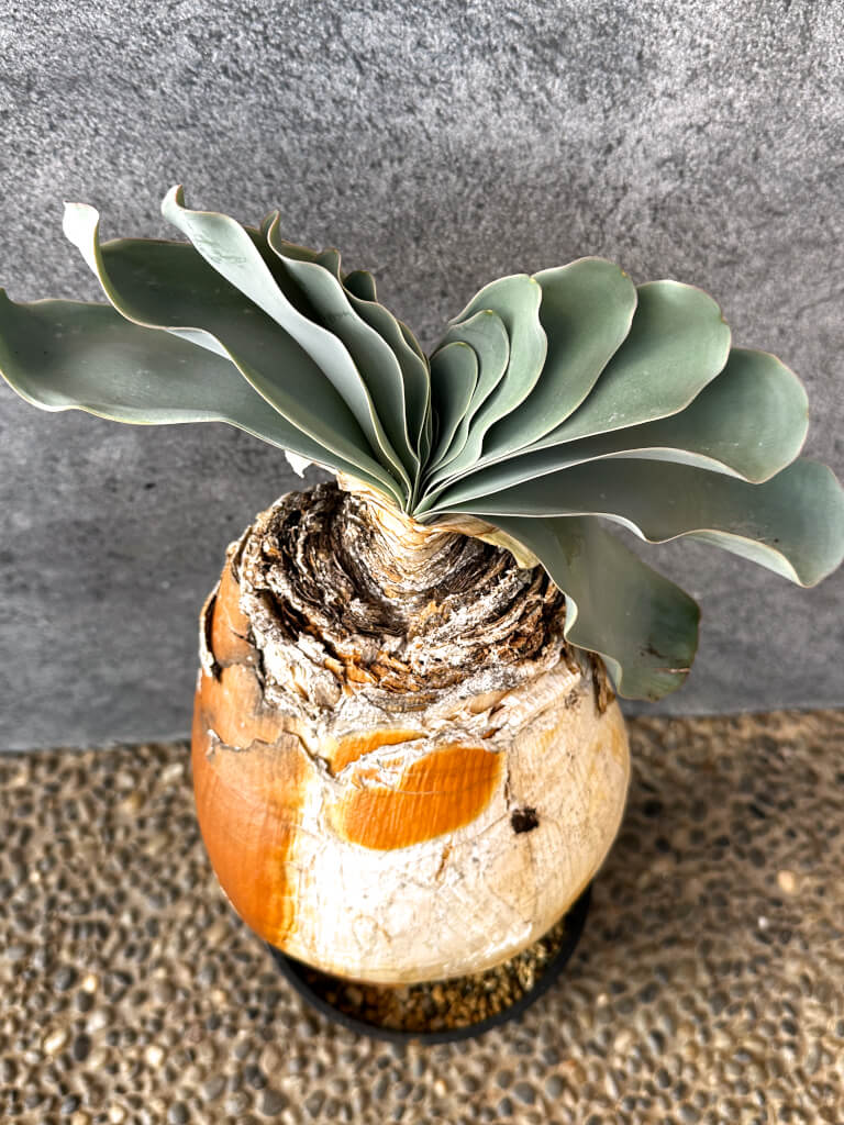 【現品限り】ブーファン・ハエマンソイデス 現地株 発根済み 1年以上管理【AK17】 Boophane haemanthoides