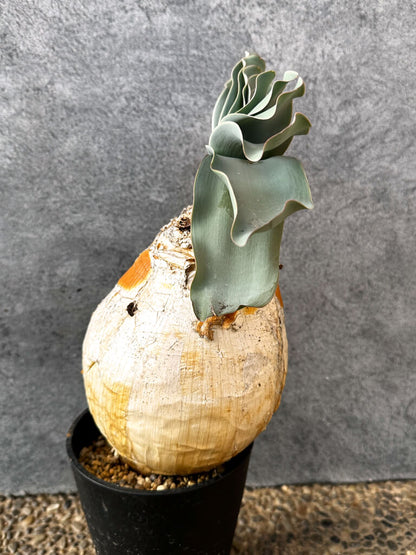 【現品限り】ブーファン・ハエマンソイデス 現地株 発根済み 1年以上管理【AK17】 Boophane haemanthoides