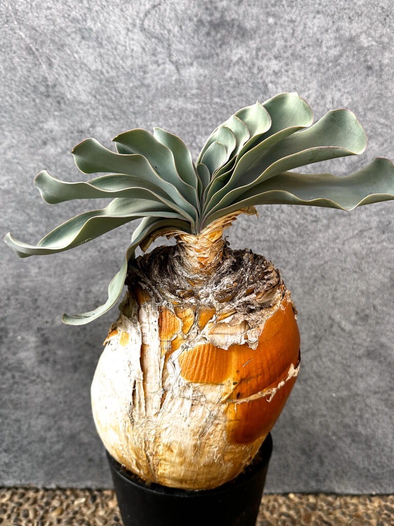 【現品限り】ブーファン・ハエマンソイデス 現地株 発根済み 1年以上管理【AK17】 Boophane haemanthoides