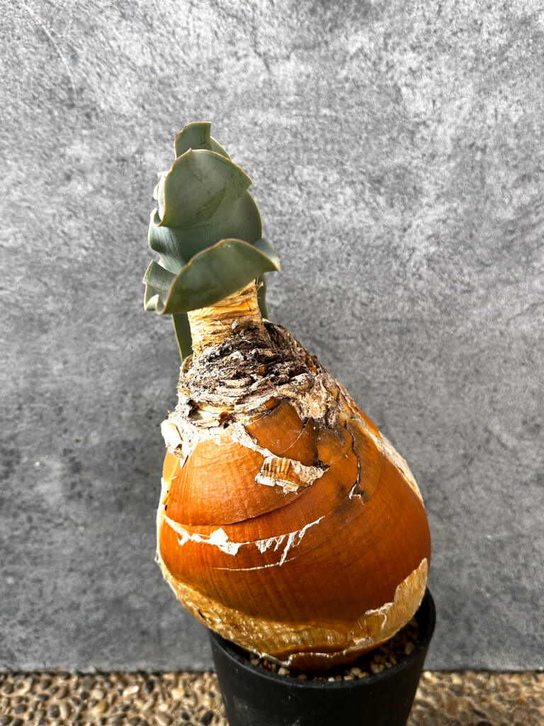 【現品限り】ブーファン・ハエマンソイデス 現地株 発根済み 1年以上管理【AK17】 Boophane haemanthoides