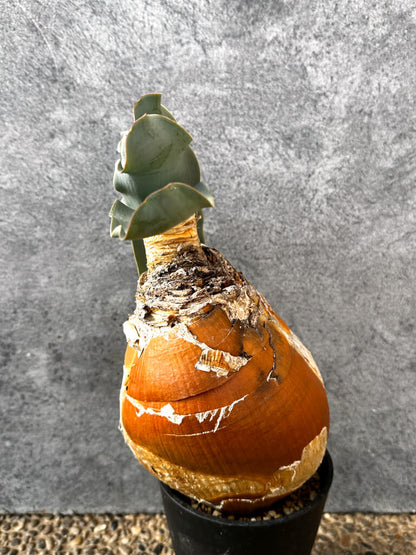 【現品限り】ブーファン・ハエマンソイデス 現地株 発根済み 1年以上管理【AK17】 Boophane haemanthoides