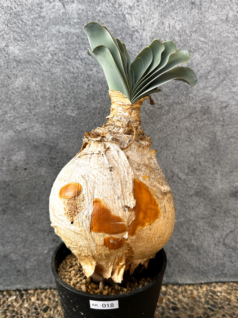 【現品限り】ブーファン・ハエマンソイデス 現地株 発根済み 1年以上管理【AK18】 Boophane haemanthoides