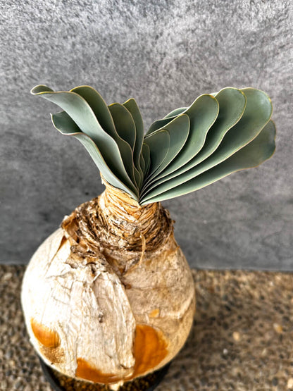 【現品限り】ブーファン・ハエマンソイデス 現地株 発根済み 1年以上管理【AK18】 Boophane haemanthoides