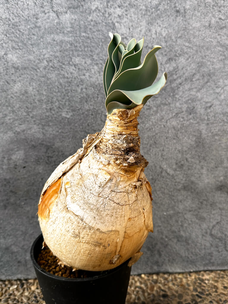 【現品限り】ブーファン・ハエマンソイデス 現地株 発根済み 1年以上管理【AK18】 Boophane haemanthoides