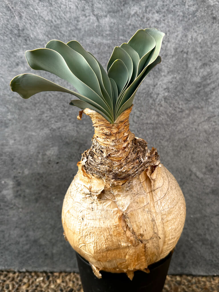 【現品限り】ブーファン・ハエマンソイデス 現地株 発根済み 1年以上管理【AK18】 Boophane haemanthoides