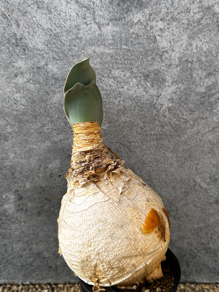 【現品限り】ブーファン・ハエマンソイデス 現地株 発根済み 1年以上管理【AK18】 Boophane haemanthoides