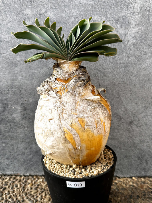 【現品限り】ブーファン・ハエマンソイデス 現地株 発根済み 1年以上管理【AK19】 Boophane haemanthoides