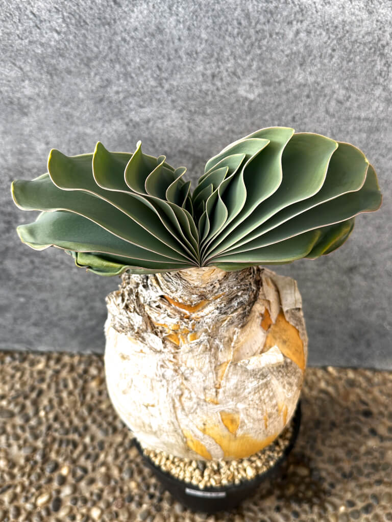 【現品限り】ブーファン・ハエマンソイデス 現地株 発根済み 1年以上管理【AK19】 Boophane haemanthoides