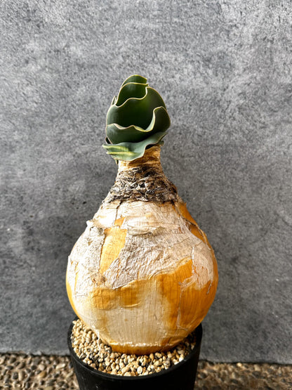 【現品限り】ブーファン・ハエマンソイデス 現地株 発根済み 1年以上管理【AK19】 Boophane haemanthoides