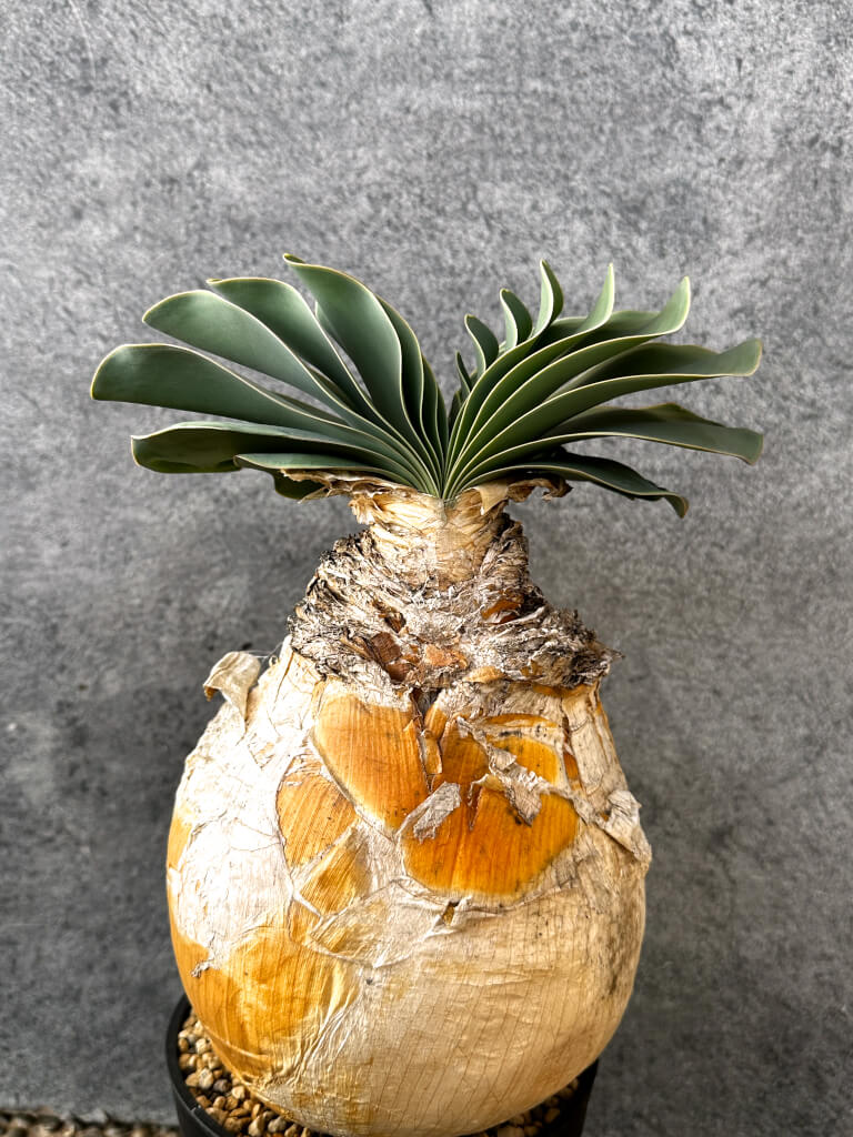 【現品限り】ブーファン・ハエマンソイデス 現地株 発根済み 1年以上管理【AK19】 Boophane haemanthoides