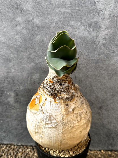 【現品限り】ブーファン・ハエマンソイデス 現地株 発根済み 1年以上管理【AK19】 Boophane haemanthoides