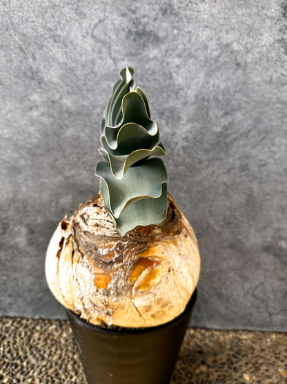 【現品限り】ブーファン・ハエマンソイデス 現地株 発根済み 1年以上管理【AK1】 Boophane haemanthoides