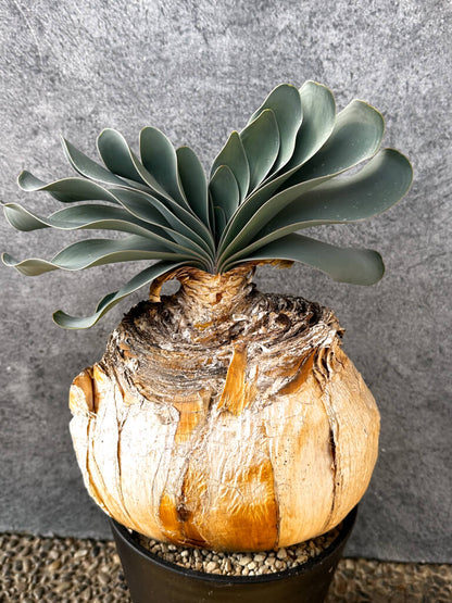 【現品限り】ブーファン・ハエマンソイデス 現地株 発根済み 1年以上管理【AK1】 Boophane haemanthoides