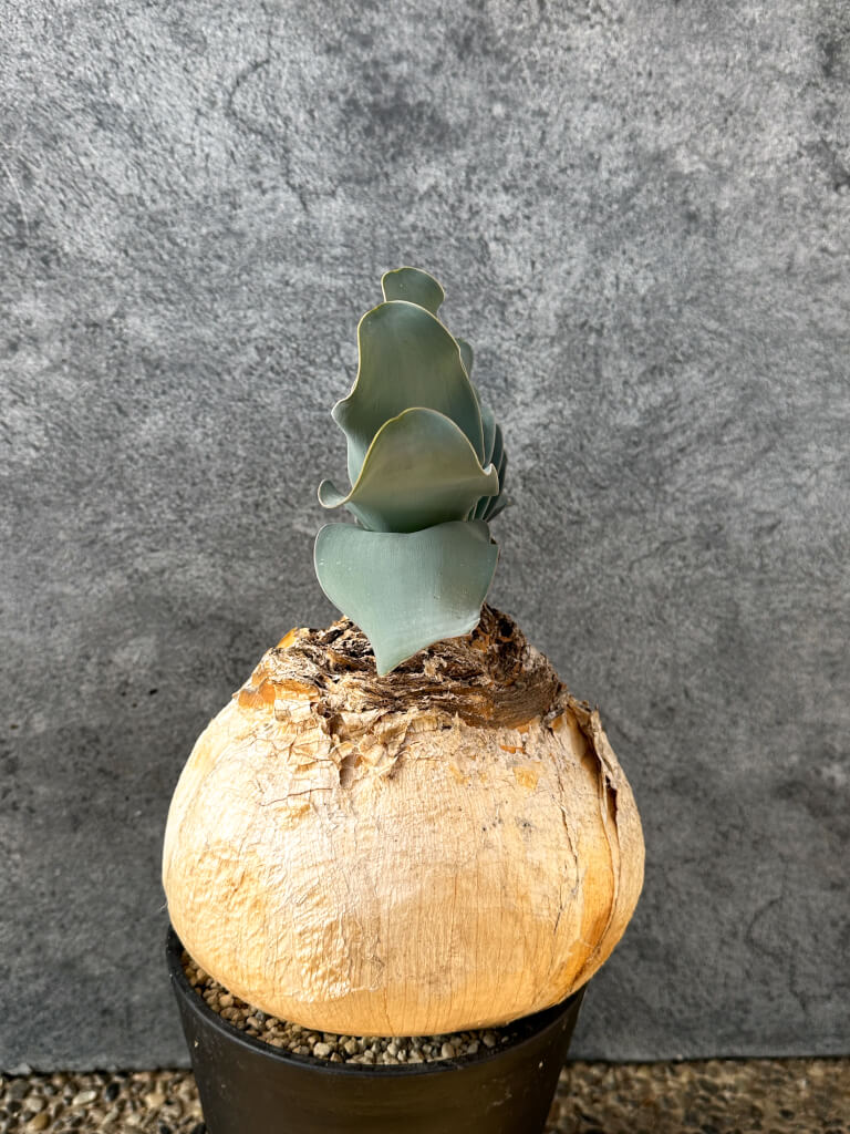 【現品限り】ブーファン・ハエマンソイデス 現地株 発根済み 1年以上管理【AK1】 Boophane haemanthoides