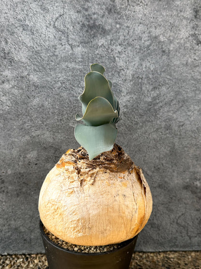 【現品限り】ブーファン・ハエマンソイデス 現地株 発根済み 1年以上管理【AK1】 Boophane haemanthoides