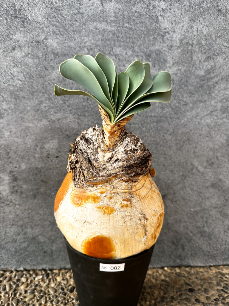 【現品限り】ブーファン・ハエマンソイデス 現地株 発根済み 1年以上管理【AK2】 Boophane haemanthoides