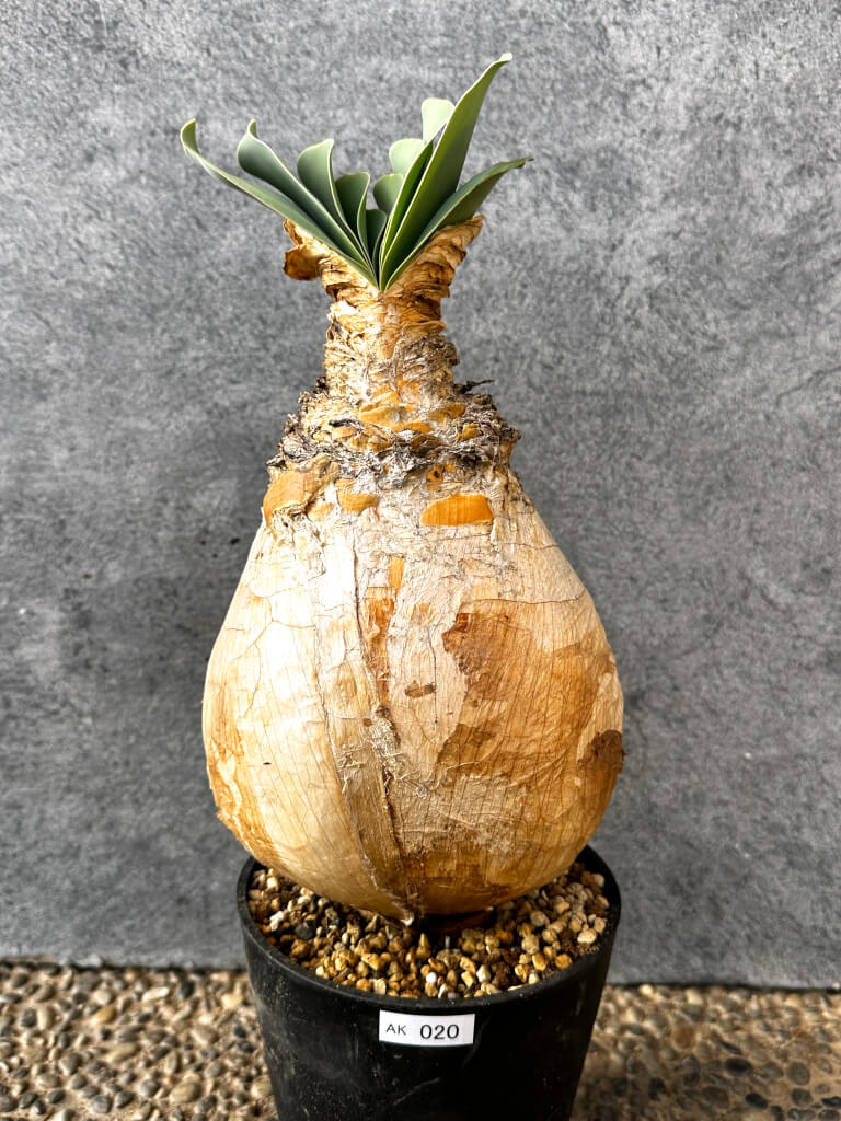 【現品限り】ブーファン・ハエマンソイデス 現地株 発根済み 1年以上管理【AK20】 Boophane haemanthoides