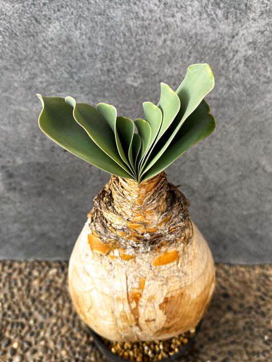 【現品限り】ブーファン・ハエマンソイデス 現地株 発根済み 1年以上管理【AK20】 Boophane haemanthoides