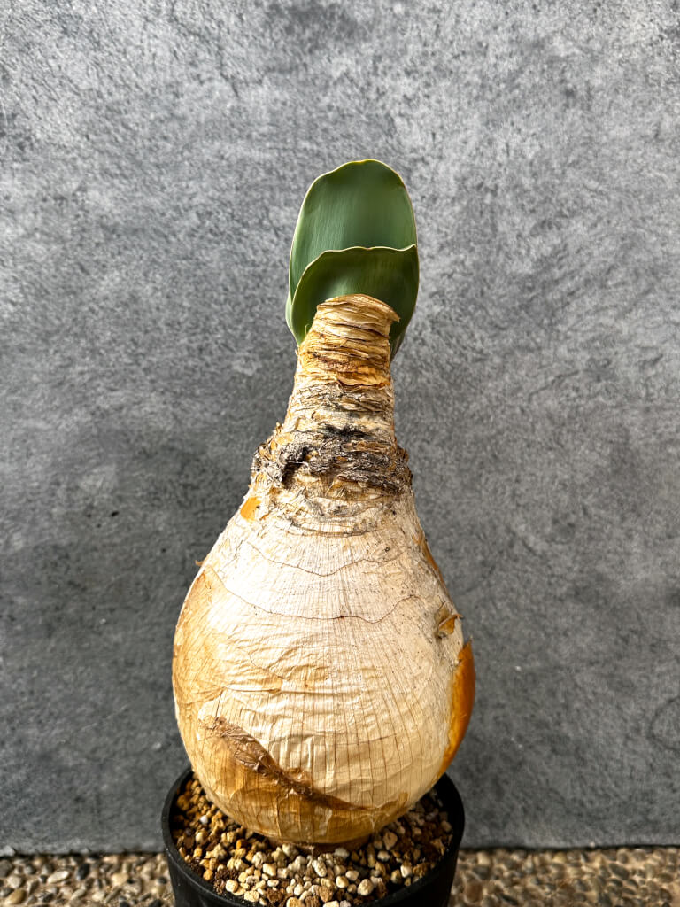 【現品限り】ブーファン・ハエマンソイデス 現地株 発根済み 1年以上管理【AK20】 Boophane haemanthoides