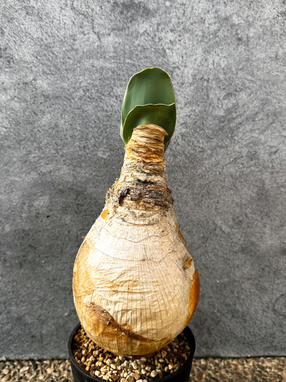 【現品限り】ブーファン・ハエマンソイデス 現地株 発根済み 1年以上管理【AK20】 Boophane haemanthoides