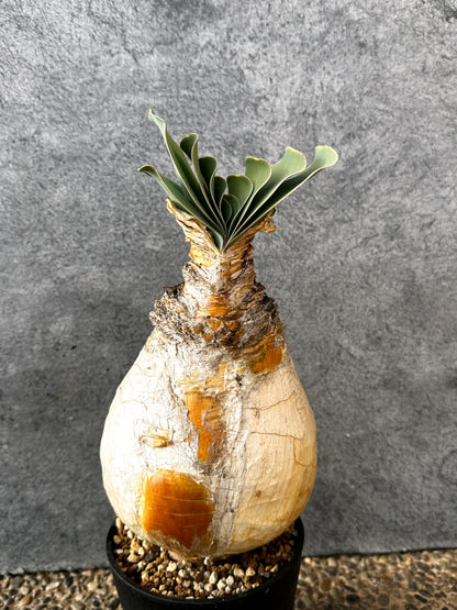 【現品限り】ブーファン・ハエマンソイデス 現地株 発根済み 1年以上管理【AK20】 Boophane haemanthoides