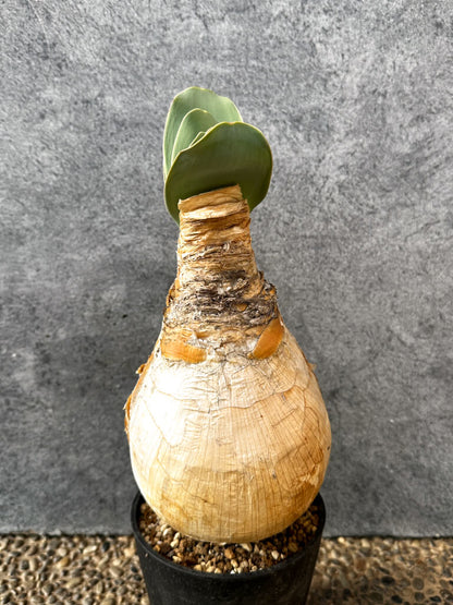 【現品限り】ブーファン・ハエマンソイデス 現地株 発根済み 1年以上管理【AK20】 Boophane haemanthoides