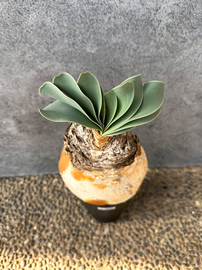 【現品限り】ブーファン・ハエマンソイデス 現地株 発根済み 1年以上管理【AK2】 Boophane haemanthoides