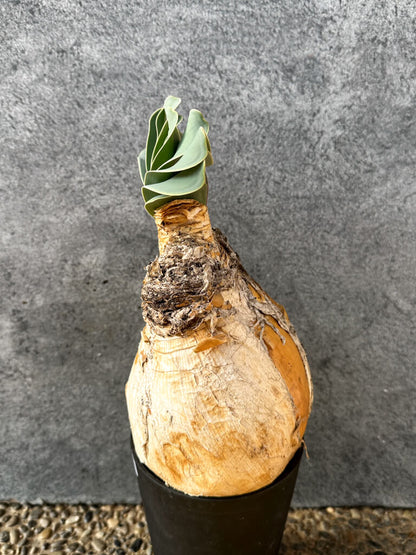 【現品限り】ブーファン・ハエマンソイデス 現地株 発根済み 1年以上管理【AK2】 Boophane haemanthoides