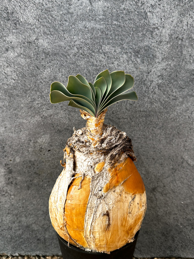 【現品限り】ブーファン・ハエマンソイデス 現地株 発根済み 1年以上管理【AK2】 Boophane haemanthoides