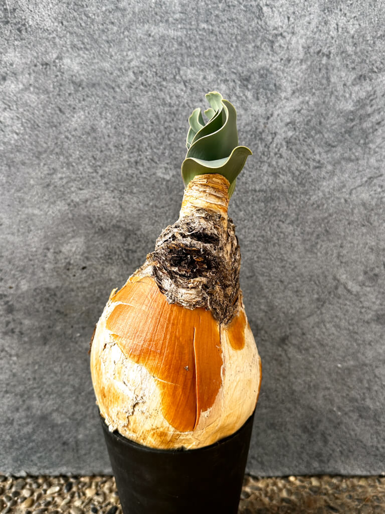 【現品限り】ブーファン・ハエマンソイデス 現地株 発根済み 1年以上管理【AK2】 Boophane haemanthoides