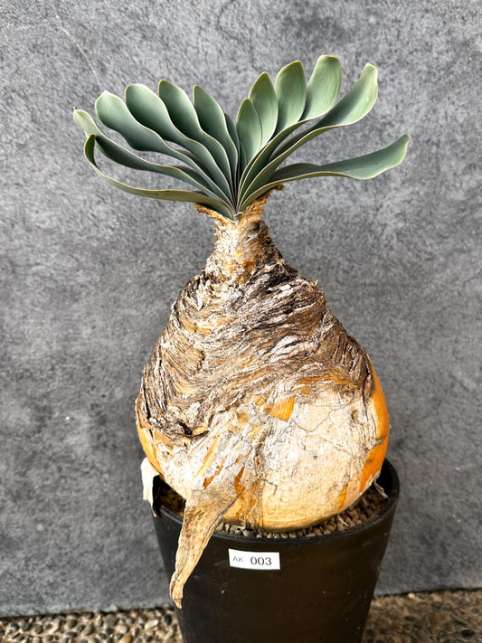 【現品限り】ブーファン・ハエマンソイデス 現地株 発根済み 1年以上管理【AK3】 Boophane haemanthoides