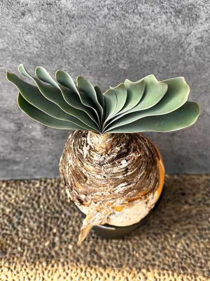 【現品限り】ブーファン・ハエマンソイデス 現地株 発根済み 1年以上管理【AK3】 Boophane haemanthoides