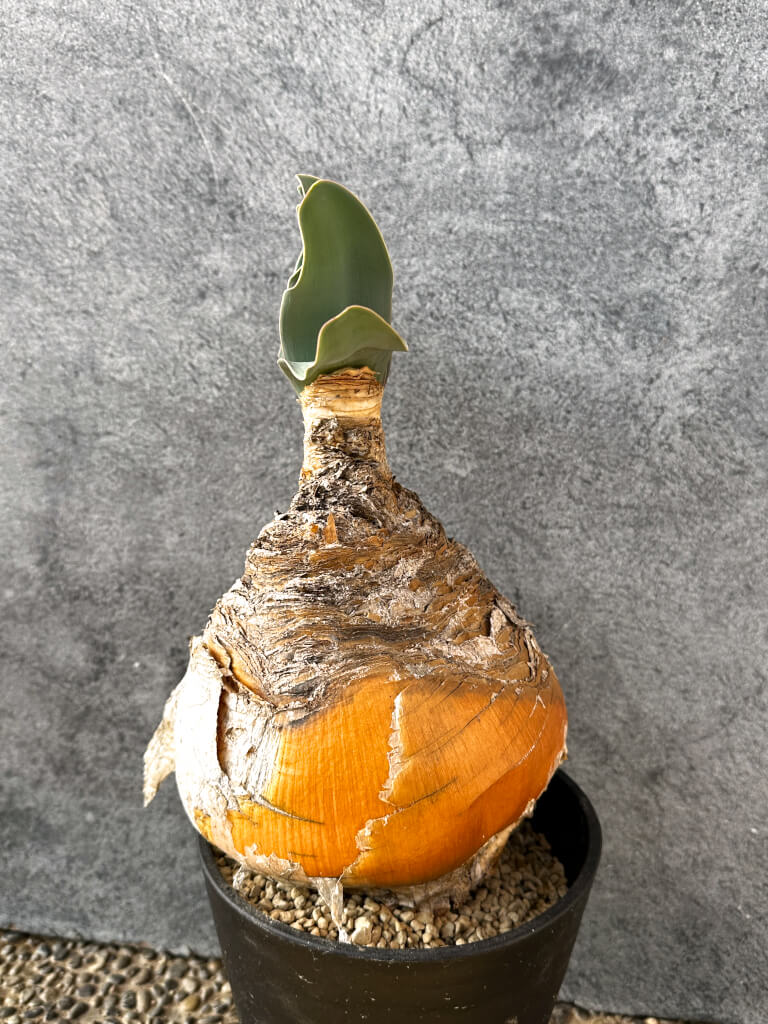 【現品限り】ブーファン・ハエマンソイデス 現地株 発根済み 1年以上管理【AK3】 Boophane haemanthoides