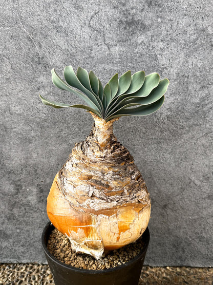 【現品限り】ブーファン・ハエマンソイデス 現地株 発根済み 1年以上管理【AK3】 Boophane haemanthoides