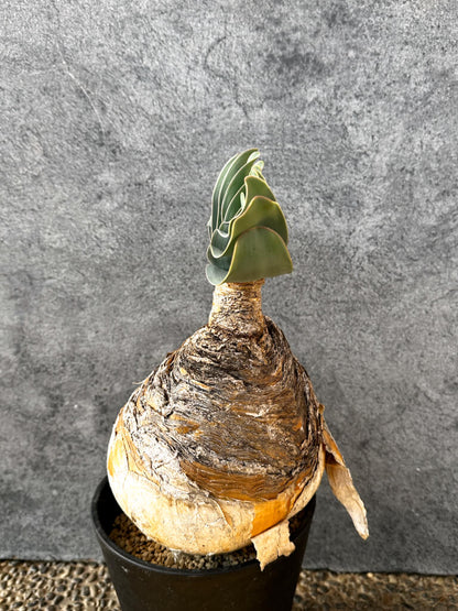 【現品限り】ブーファン・ハエマンソイデス 現地株 発根済み 1年以上管理【AK3】 Boophane haemanthoides