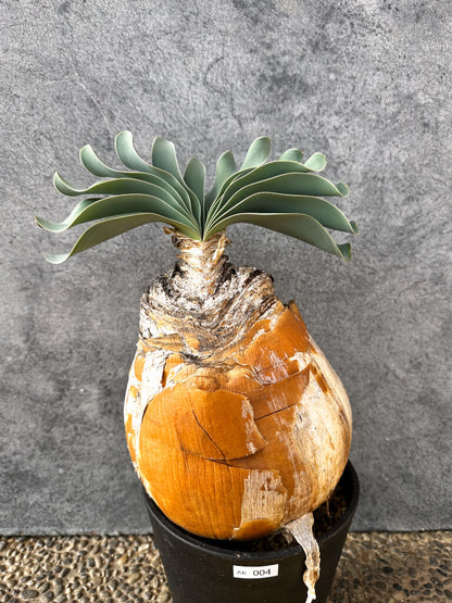 【現品限り】ブーファン・ハエマンソイデス 現地株 発根済み 1年以上管理【AK4】 Boophane haemanthoides