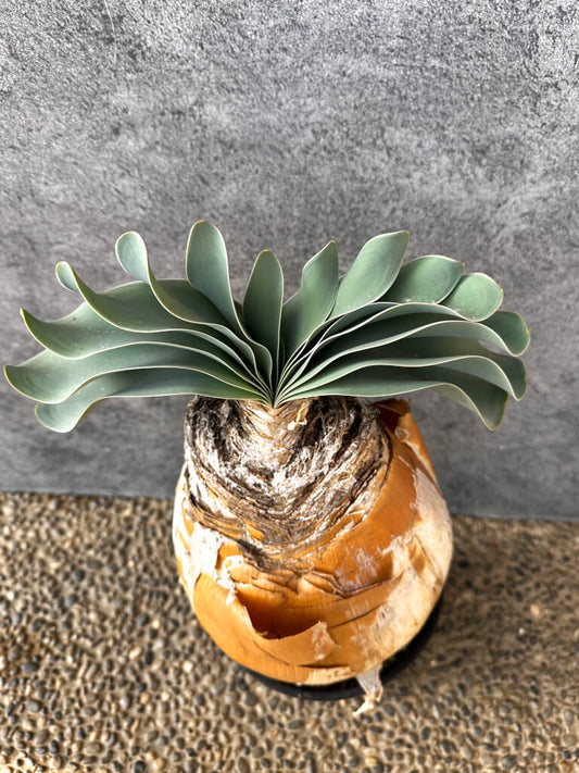 【現品限り】ブーファン・ハエマンソイデス 現地株 発根済み 1年以上管理【AK4】 Boophane haemanthoides