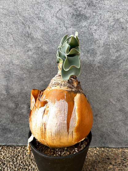 【現品限り】ブーファン・ハエマンソイデス 現地株 発根済み 1年以上管理【AK4】 Boophane haemanthoides