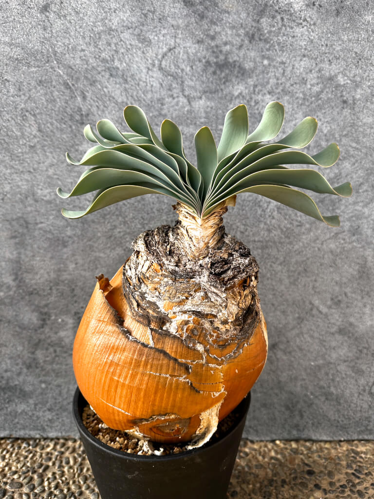 【現品限り】ブーファン・ハエマンソイデス 現地株 発根済み 1年以上管理【AK4】 Boophane haemanthoides