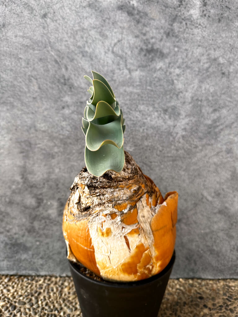 【現品限り】ブーファン・ハエマンソイデス 現地株 発根済み 1年以上管理【AK4】 Boophane haemanthoides