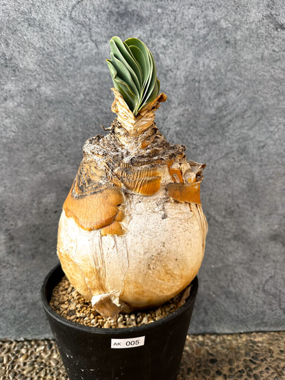 【現品限り】ブーファン・ハエマンソイデス 現地株 発根済み 1年以上管理【AK5】 Boophane haemanthoides