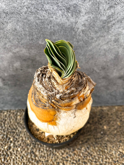 【現品限り】ブーファン・ハエマンソイデス 現地株 発根済み 1年以上管理【AK5】 Boophane haemanthoides